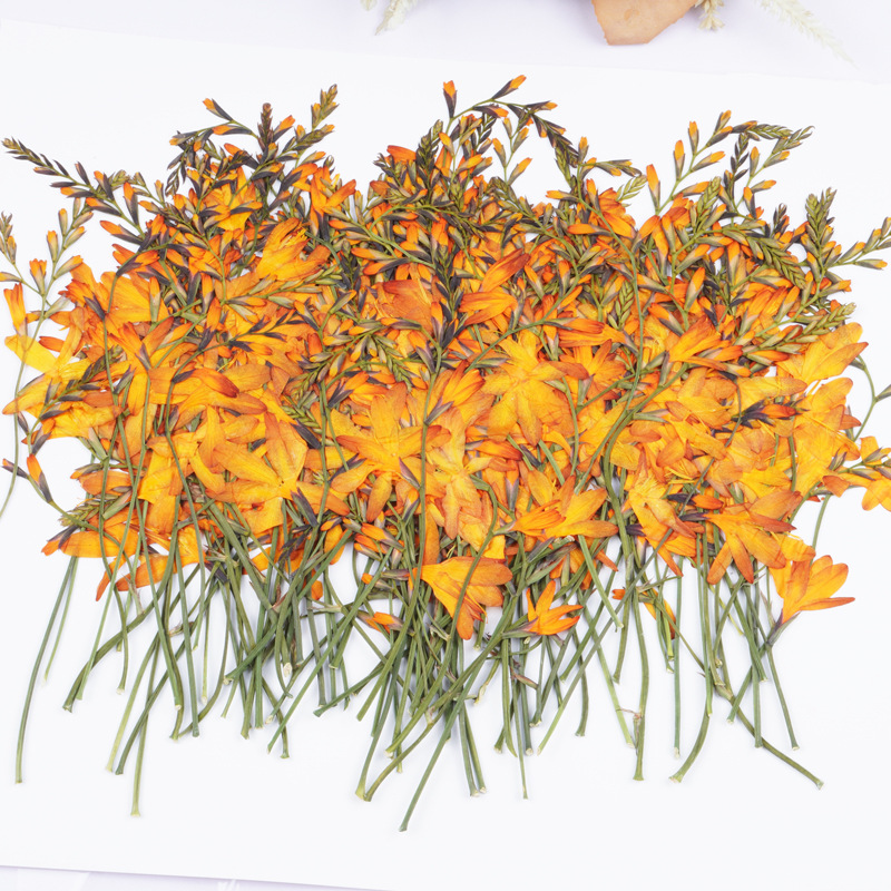 Plant Parent Sticker - 60Pcs Flame Orchid Dried Flower Pressed