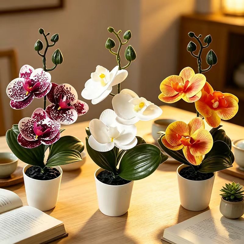 Mini Butterfly Orchid Potted P - Orchid Phalaenopsis ulasan dan harga