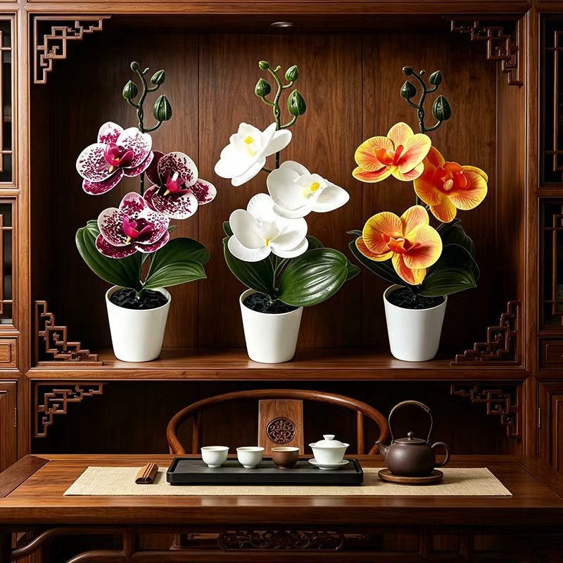 Mini Butterfly Orchid Potted P - Orchid Phalaenopsis ulasan dan harga