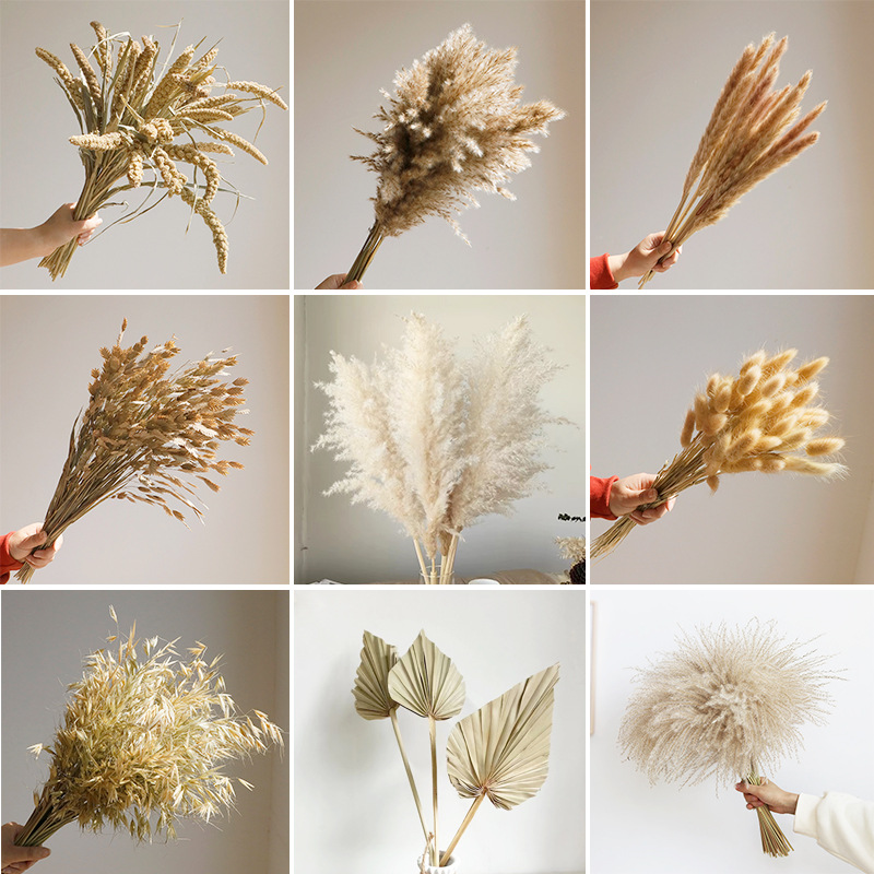 Wabi-sabi Dried Flowers Natura - Orchid Phalaenopsis ulasan dan harga