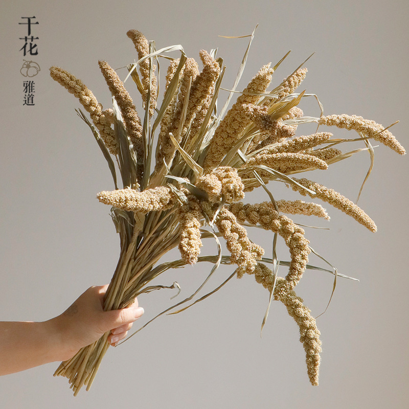 Wabi-sabi Dried Flowers Natura - Orchid Phalaenopsis ulasan dan harga