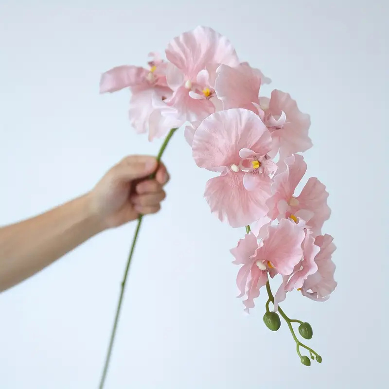 Long Branch Butterfly Orchids  - Orchid Phalaenopsis ulasan dan harga