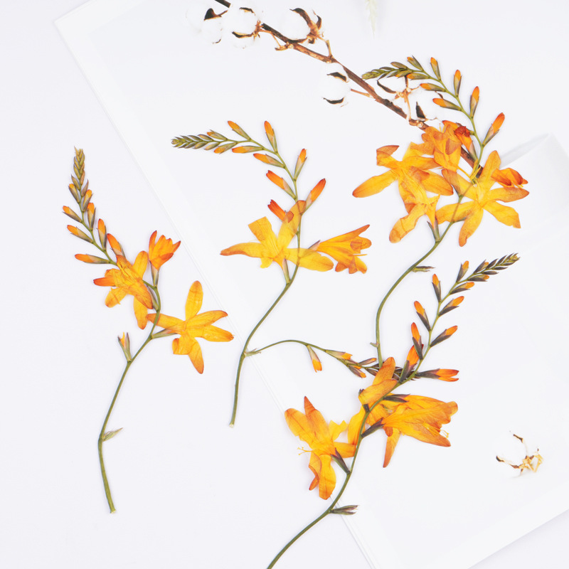 60Pcs Flame Orchid Dried Flowe - Plant Parent Sticker ulasan dan harga