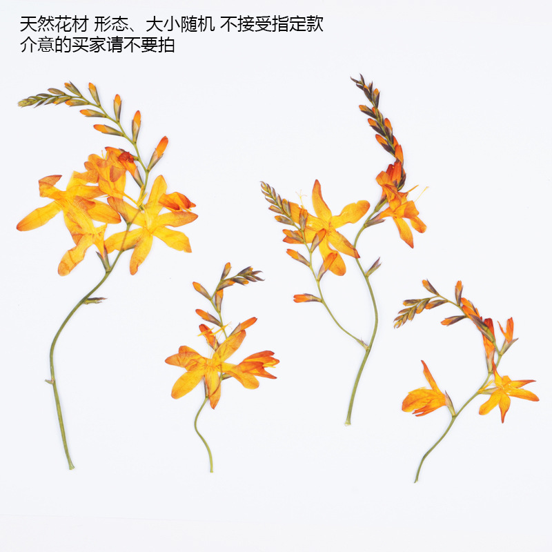 60Pcs Flame Orchid Dried Flowe - Plant Parent Sticker ulasan dan harga