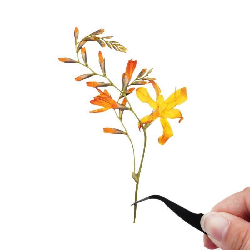 60Pcs Flame Orchid Dried Flowe - Plant Parent Sticker ulasan dan harga